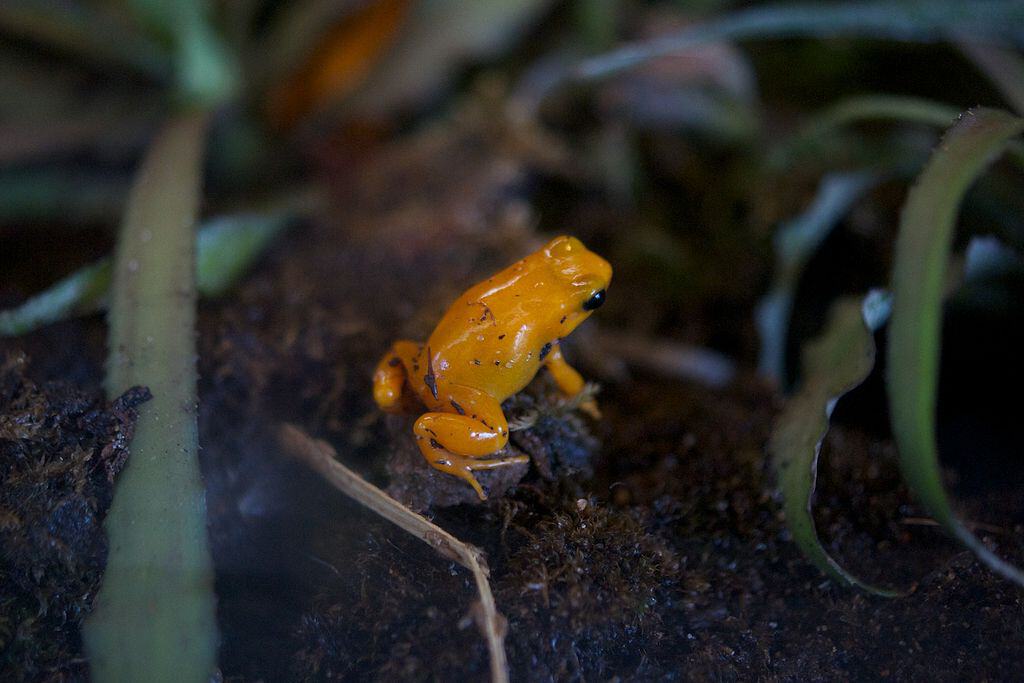 Tiny Frog