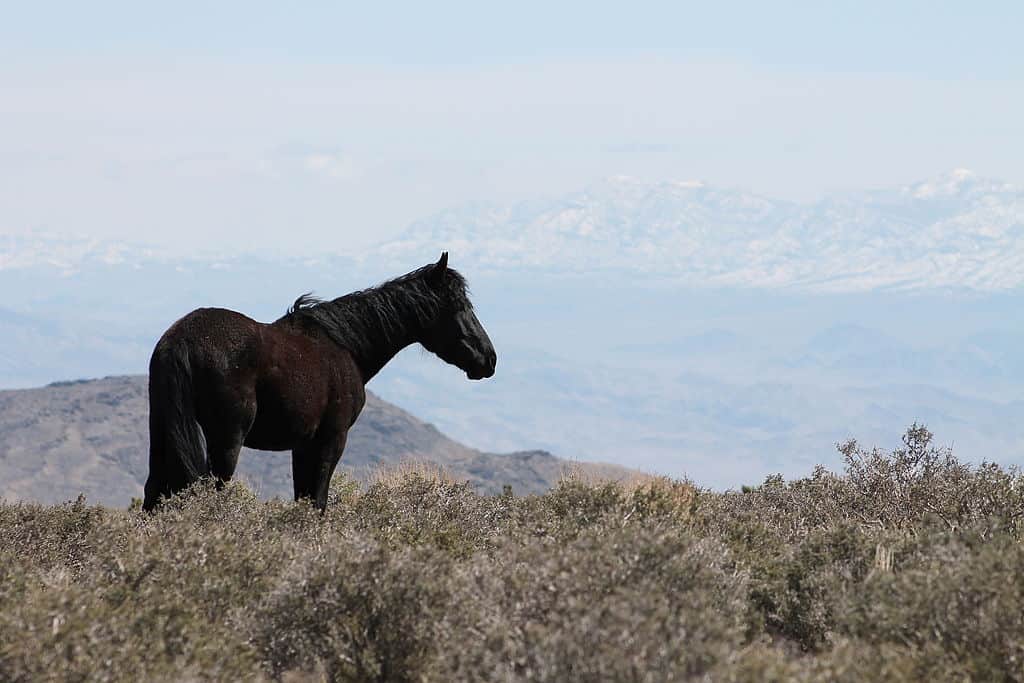 Wild Mustang