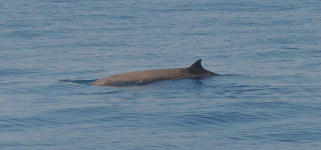 Cuvier's beaked whale