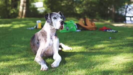 15 Dogs That Think They are Lap Dogs (But Definitely Are not)