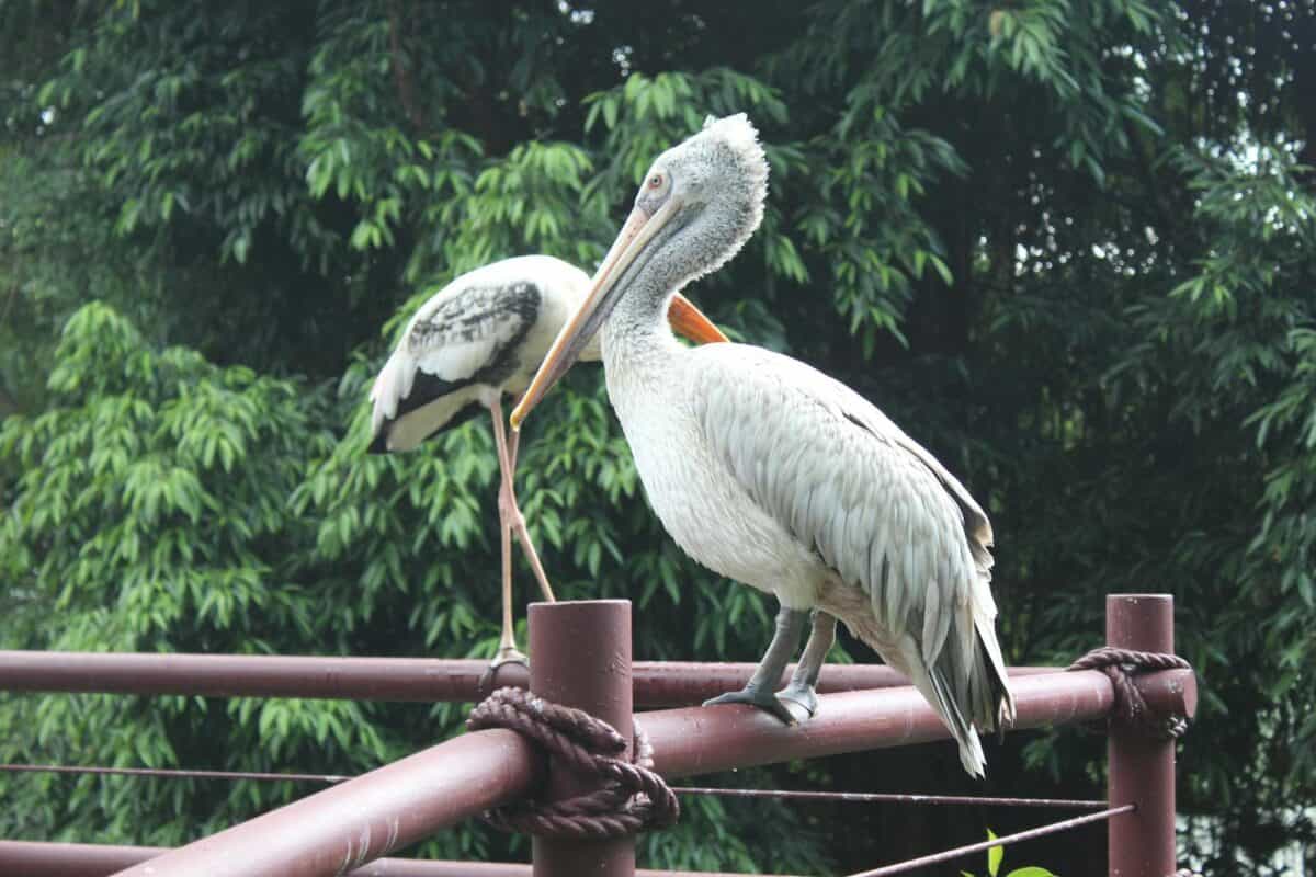 Pelican and stork perched on railing against lush green backdrop in a tropical outdoor setting.
