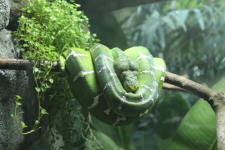 The Truth About Snakes and Their Stereotypes