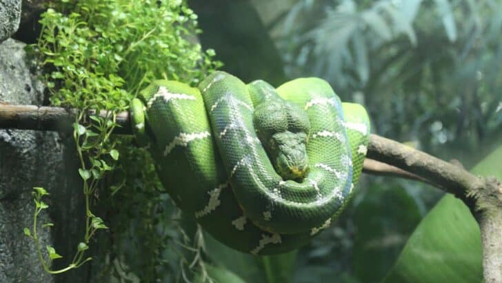 The Truth About Snakes and Their Stereotypes