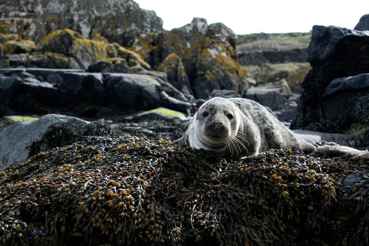 Wild seal resting on seaweed-covered rocky coastline in Fife, Scotland, showcasing natural wildlife habitat.