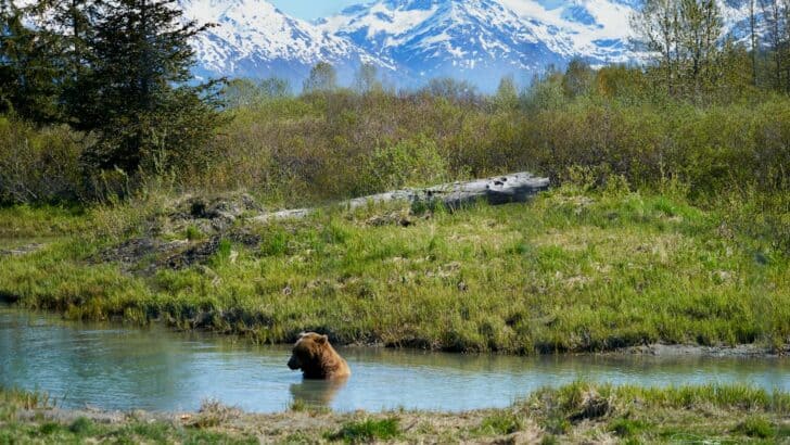 10 Deadly Animals in Alaska — And 4 Harmless Wildlife You Should Still Respect