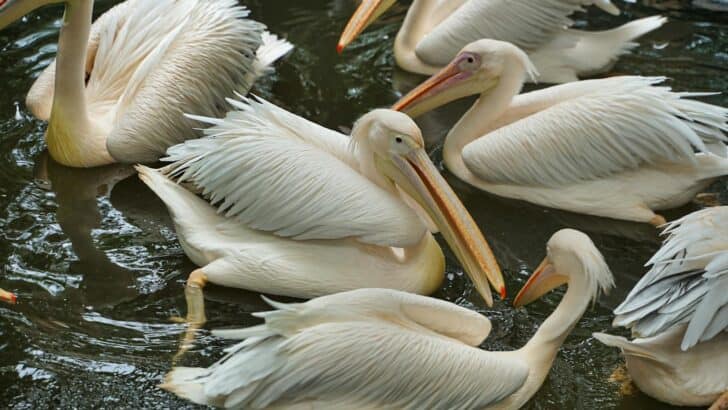 Why America’s Largest Pelican Flock Is Declining