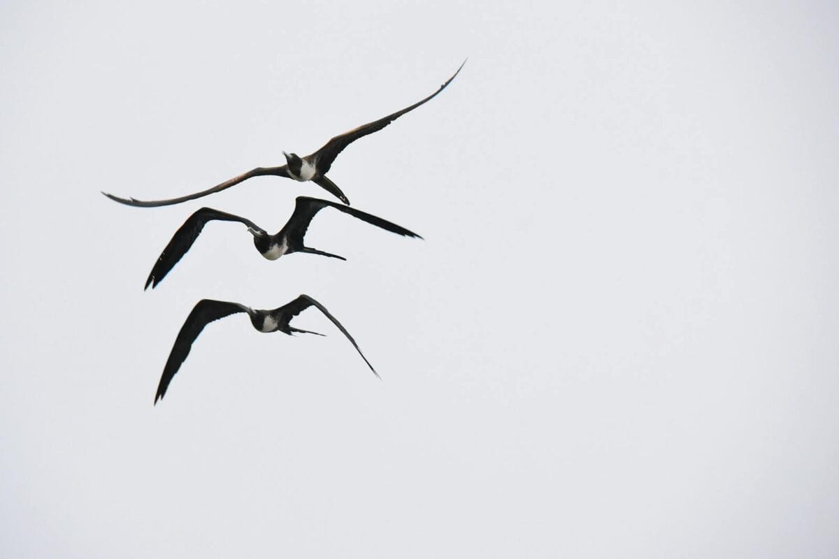 Three frigatebirds soar gracefully in clear skies above Guayaquil, Ecuador.