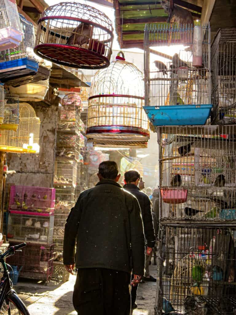 A bustling bird market with colorful cages in Kabul, Afghanistan, filled with vibrant birds and shoppers.