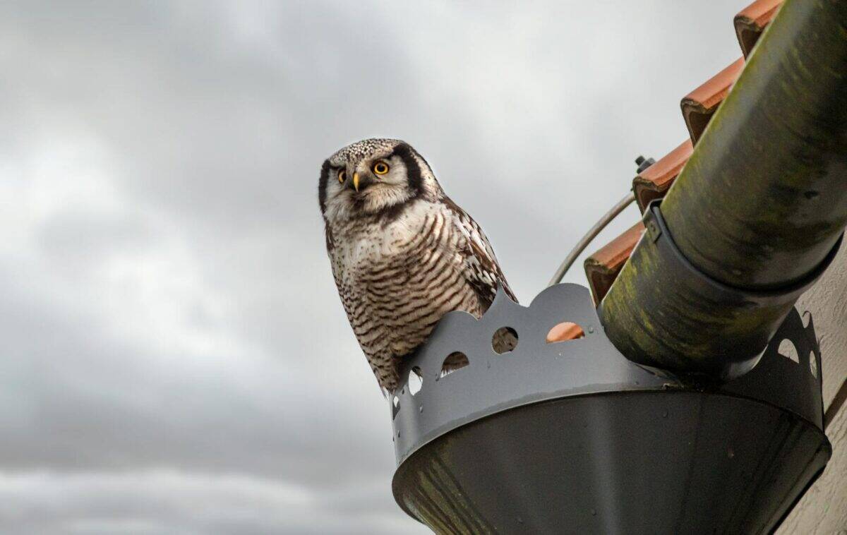 A Northern Hawk-Owl sits alertly perched on a rooftop gutter.