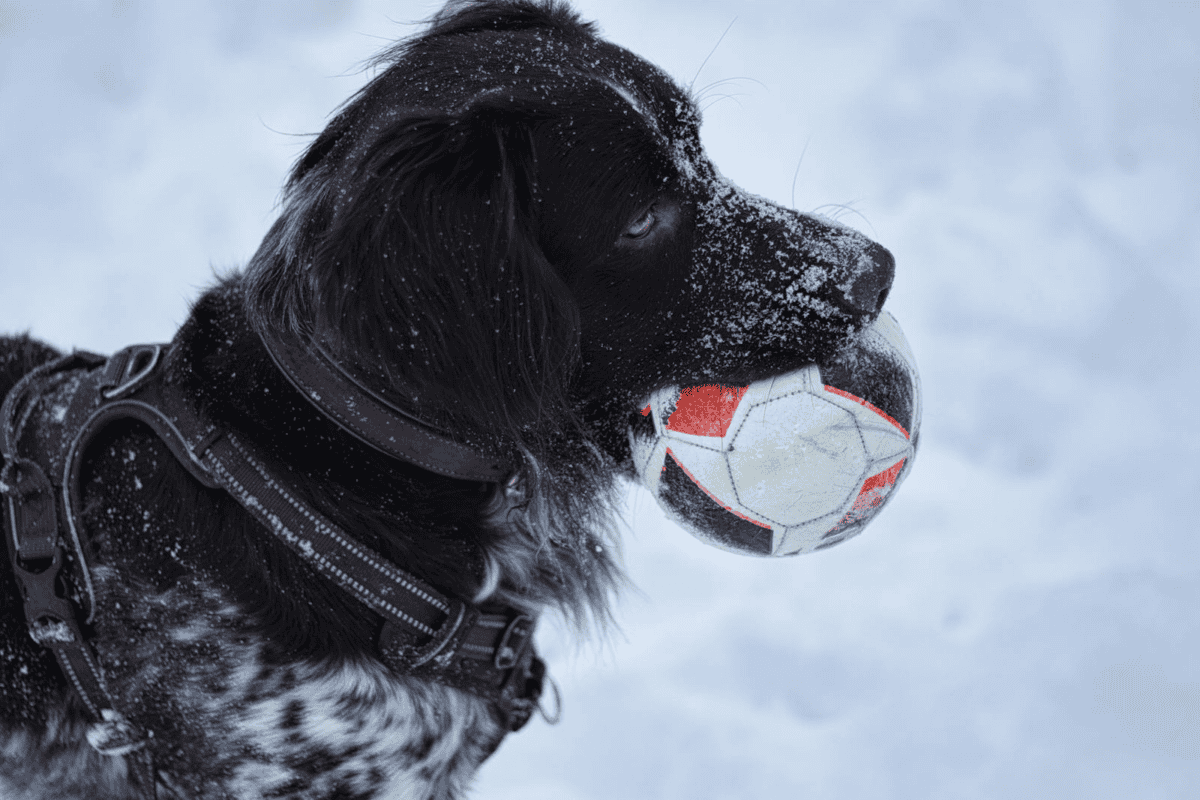 Close-up of a Stabyhoun dog holding a soccer ball in the snow during winter.