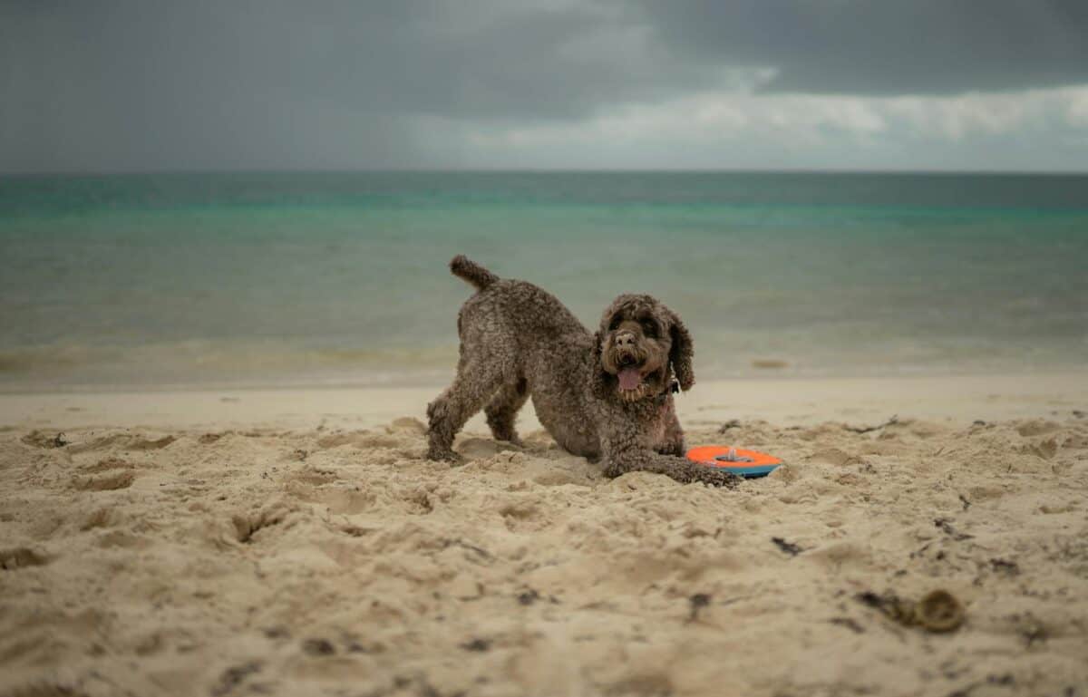 Lagotto Romagnolo dog playing on a sandy beach with a frisbee, under a moody sky in Playa del Carmen, Mexico.
