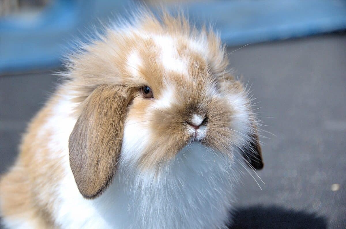 flemish lop rabbit, rabbit, very affectionate, educational, rabbit, rabbit, rabbit, rabbit, rabbit