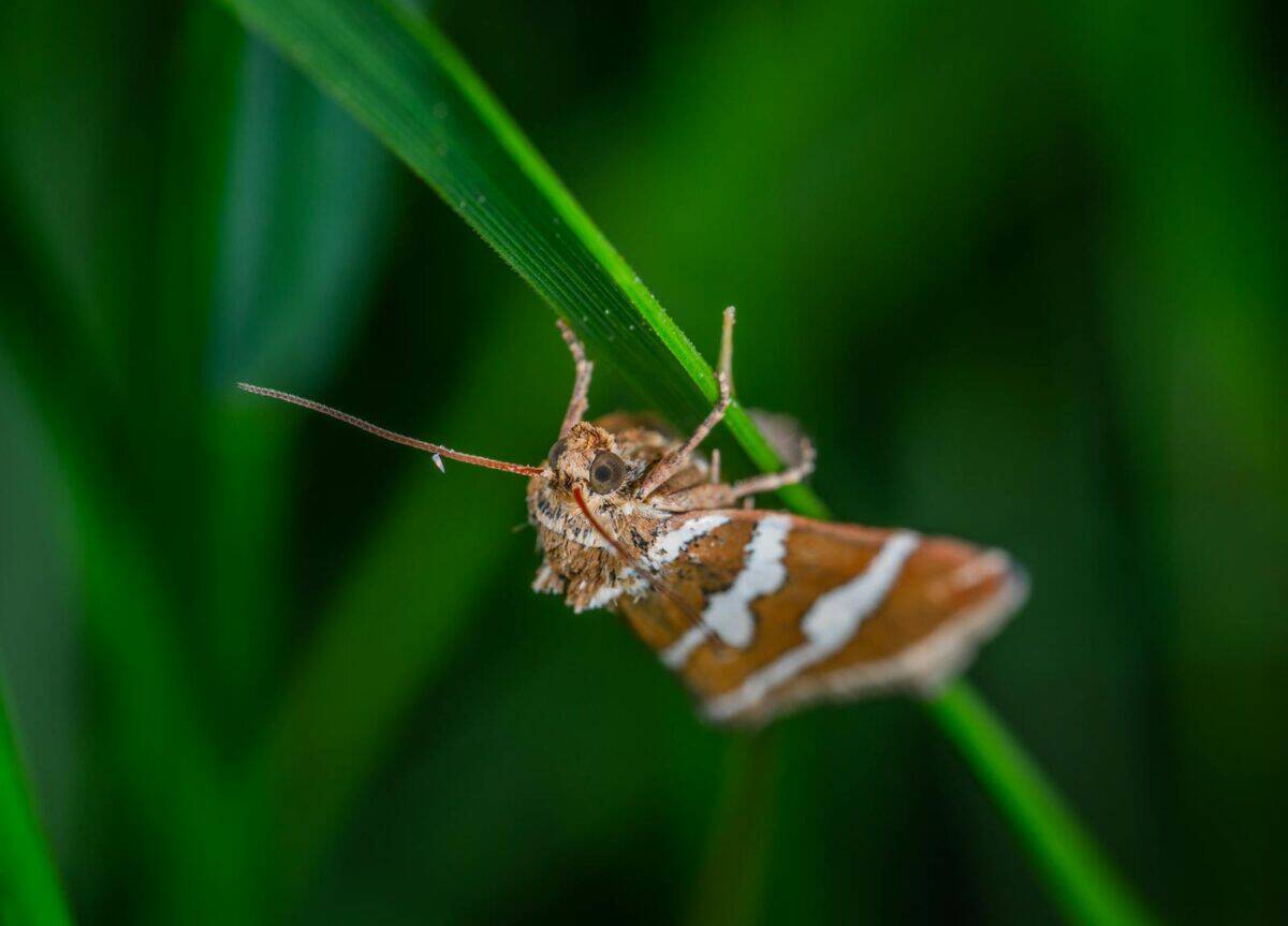 Detailed macro shot of a moth with vivid colors perched on green foliage, highlighting natural beauty.