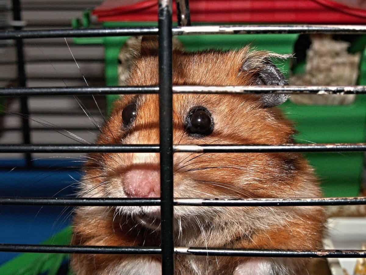 hamster, cage, faces, captivity, rodent, hamster, hamster, hamster, hamster, hamster