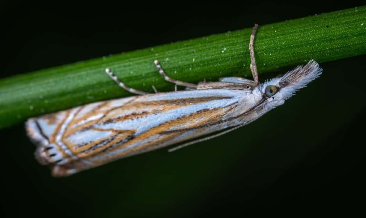 Macro shot of a Crambidae moth perched on a green leaf, highlighting intricate patterns.