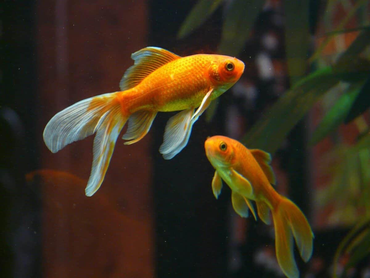 goldfish, swim, aquarium, freshwater fish, carp fish, cyprinidae, yellow, red, fin, ornamental fish, goldfish, goldfish, goldfish, nature, goldfish, goldfish