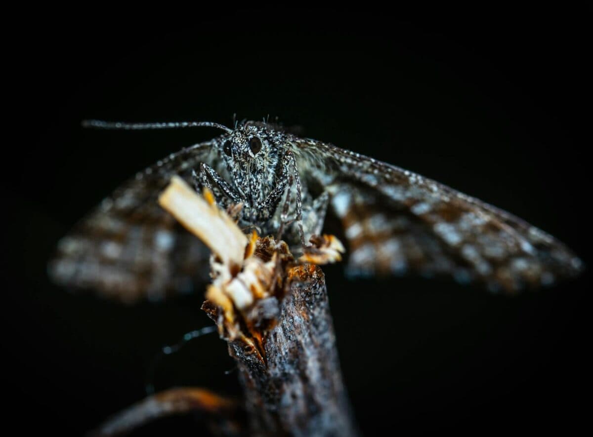 Close-up image of a moth perched on a branch against a dark background, highlighting its intricate details.