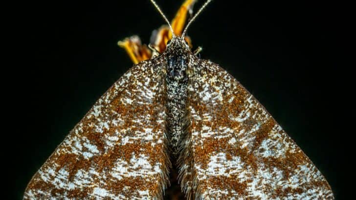 Moths Can Hear Bats Coming From Miles Away, and Their Defense Is Genius