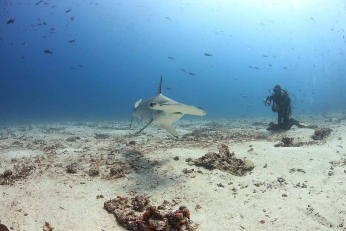A stunning underwater encounter with a hammerhead shark and a scuba diver in the Galápagos Islands.