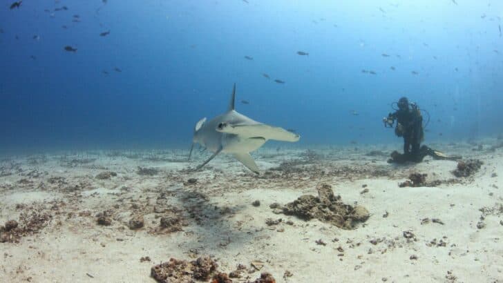 Why Hammerhead Sharks Prefer U.S. Waters in the Summer