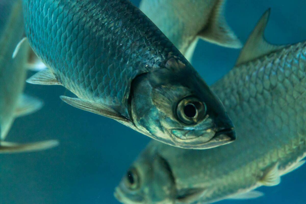 Close-up image of a silver tarpon swimming in an aquarium, showcasing its scales and fins.
