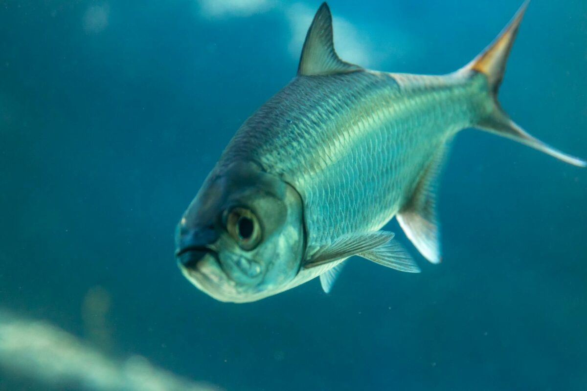 Detailed cloDetailed close-up of a tarpon fish with blue scales swimming underwater, showcasing its marine beauty.se-up of a tarpon fish with blue scales swimming underwater, showcasing its marine beauty.