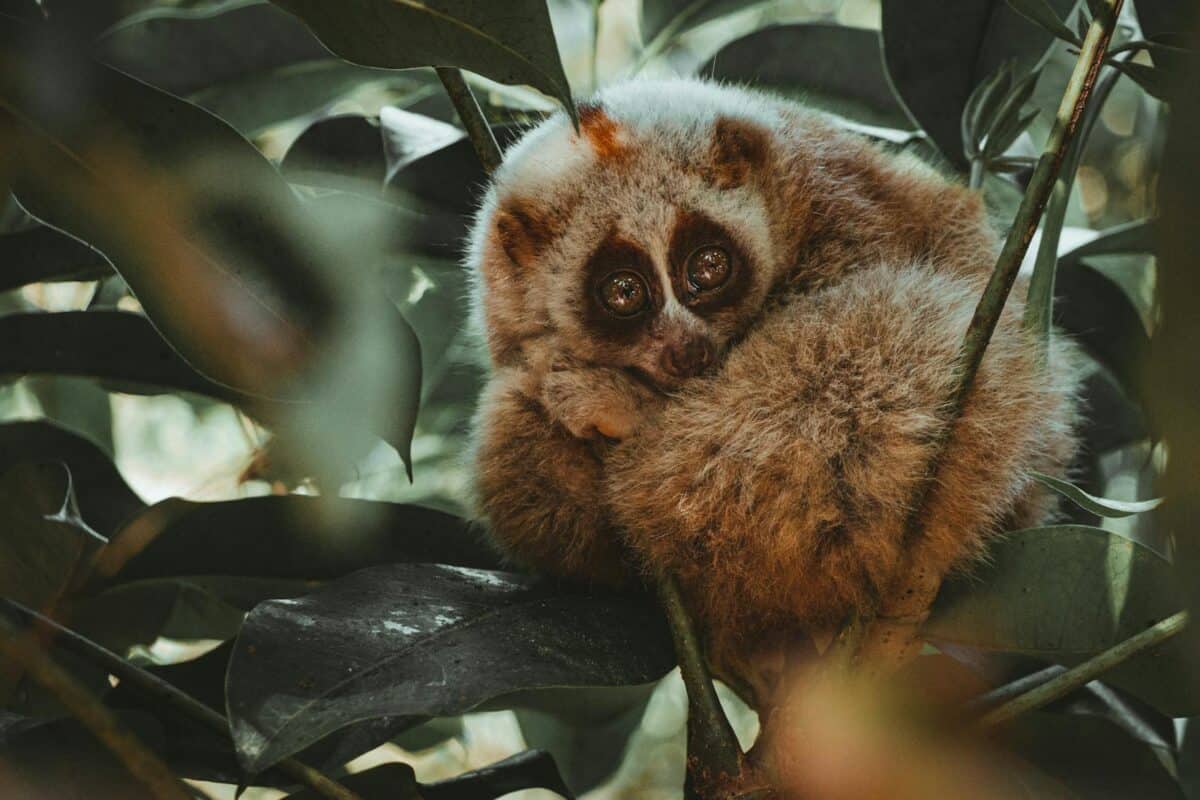 Intriguing slow loris curled up in foliage, showcasing wildlife beauty.