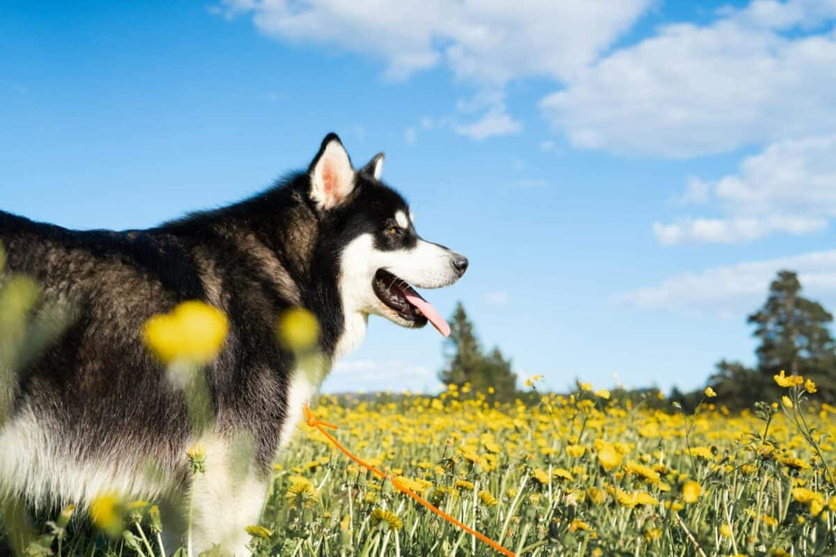 Siberian Husky enjoying a sunny day in a colorful flower field in Norway.