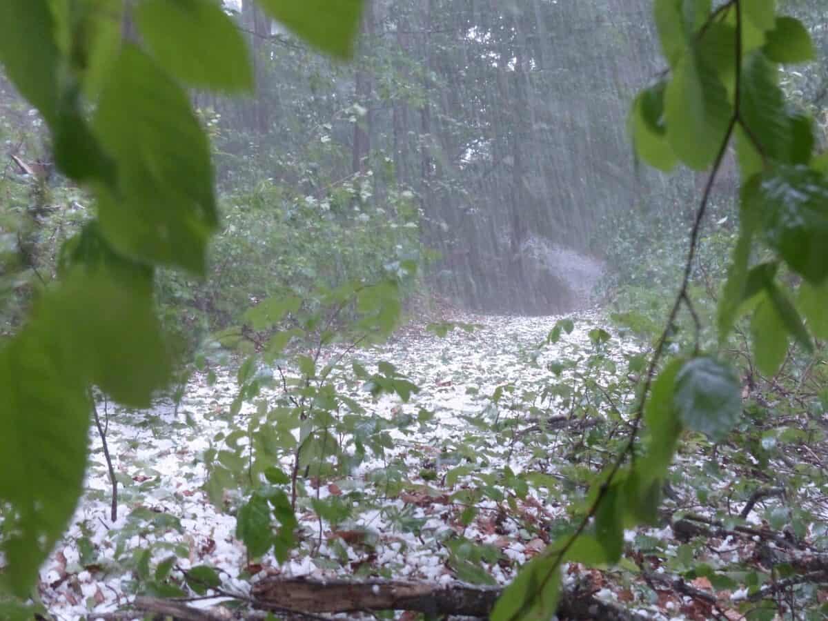 hail, storm, nature, thunderstorm, forest, trees, protection, precipitation, ice lumps, hailstones, hail, hail, hail, hail, hail