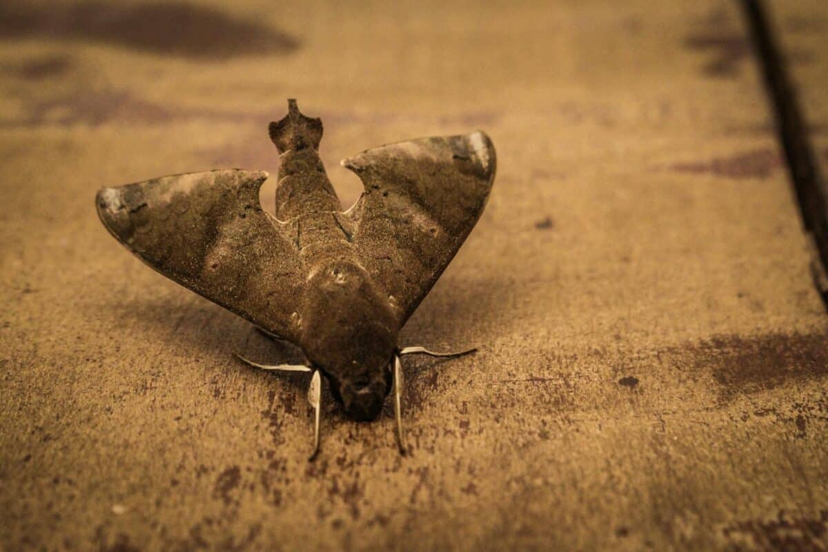 Detailed view of a hawk moth perched on a rustic wooden table, captured outdoors.