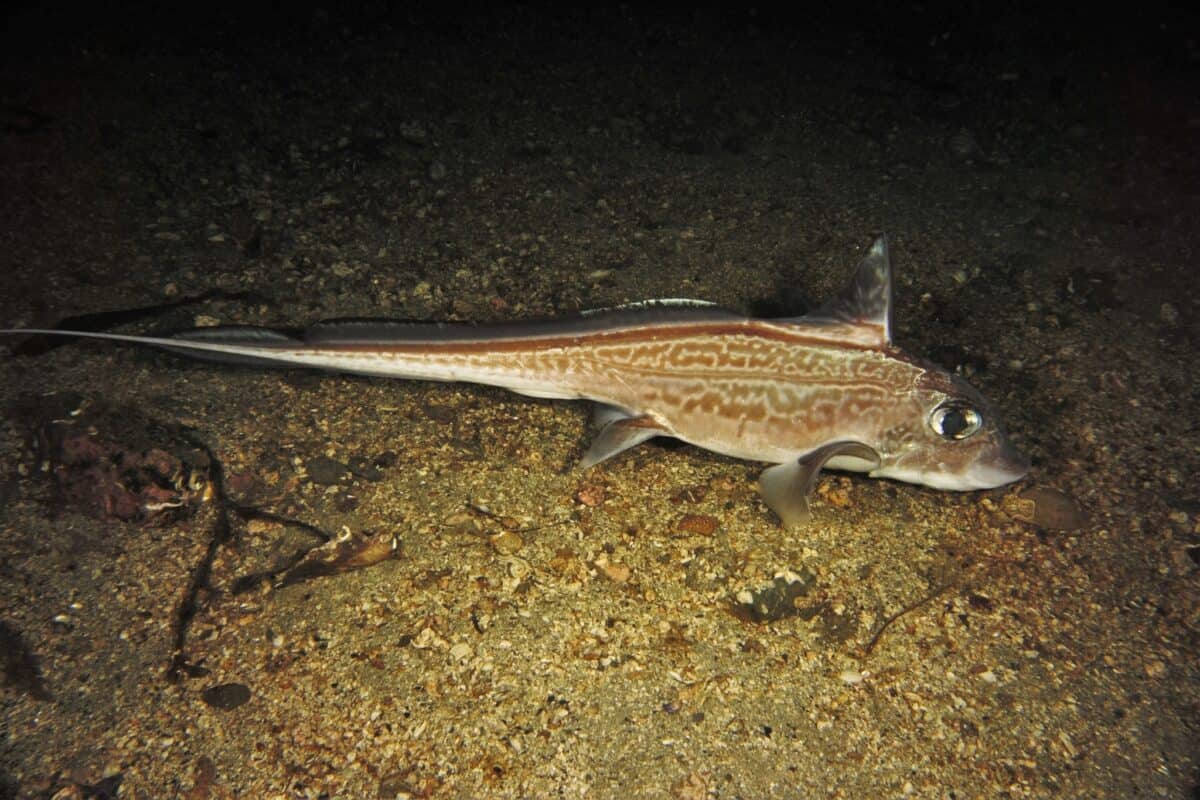 Ghost shark