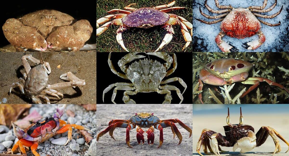 Ghost Crab
