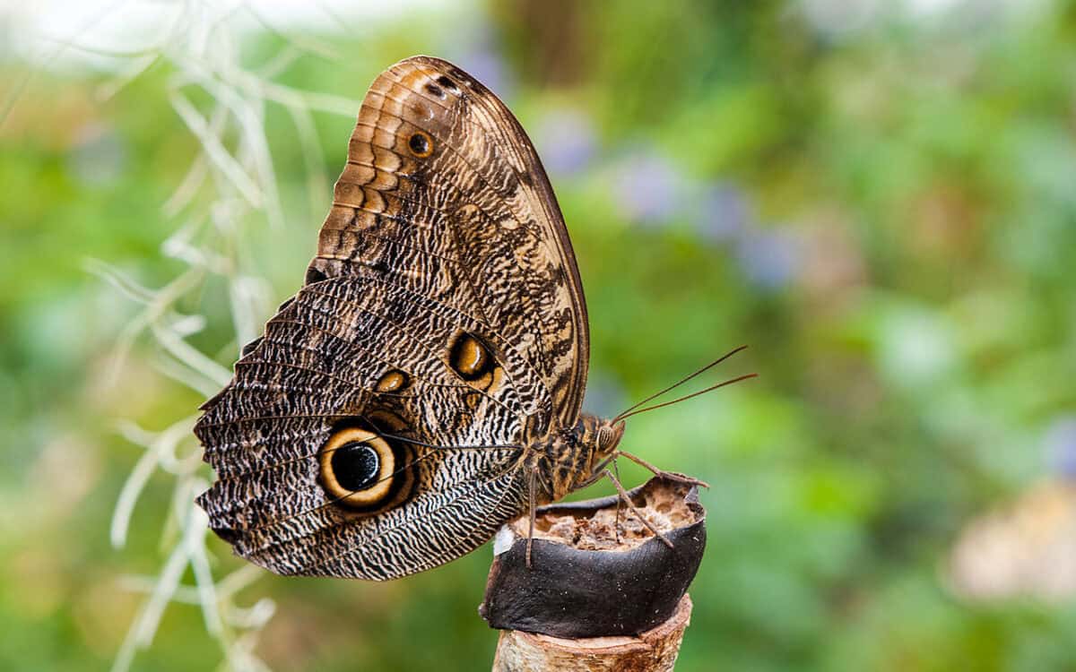 Owl Butterfly