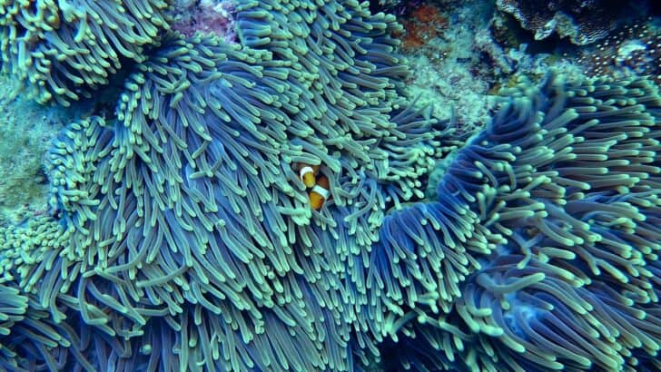 The Most Vibrant Coral Reef Ever Found in U.S. Waters