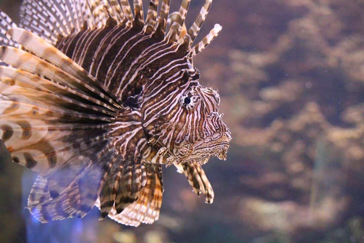 lionfish, nature, aquarium, fish, water, lionfish, lionfish, lionfish, lionfish, lionfish, aquarium