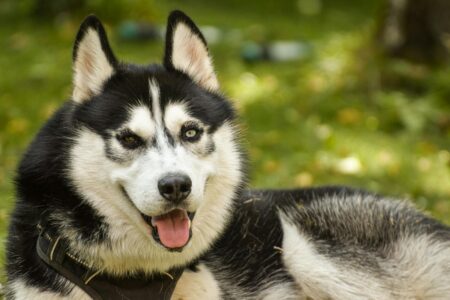 15 Dog Breeds That Could Survive in the Wild Without Help