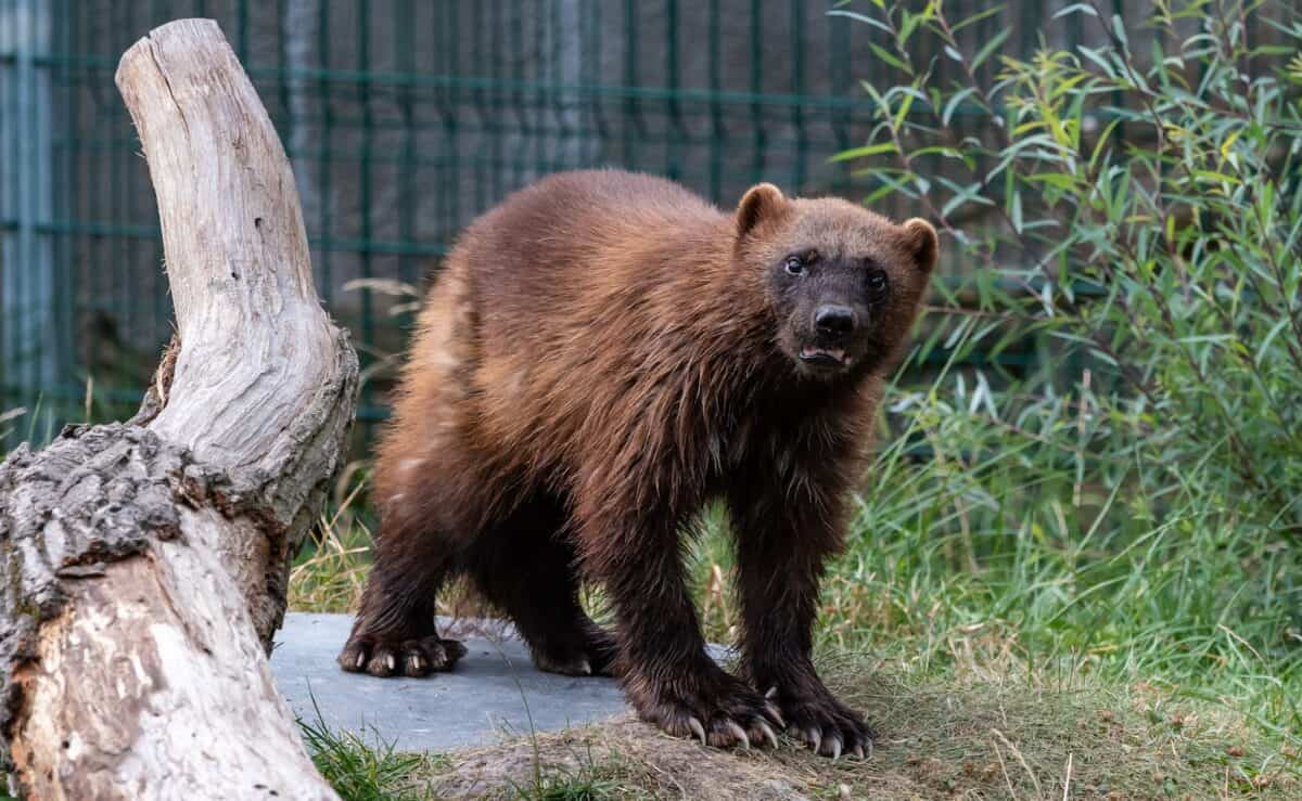 A wolverine exploring its habitat at a wildlife sanctuary, surrounded by greenery and logs.