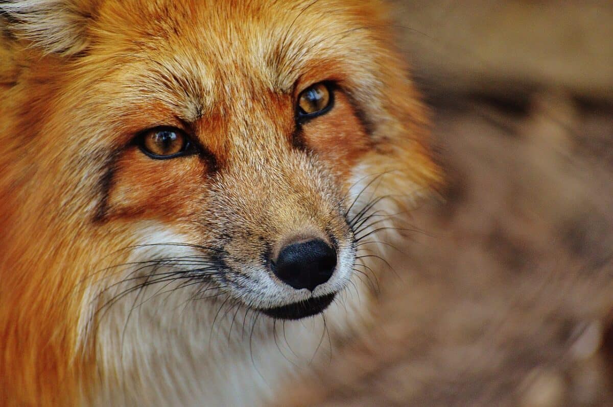 red fox, animal, wildlife, fox, face, head, mammal, zoo, wildlife park, wildpark poing, nature, animal world, animal portrait, fox, fox, fox, fox, fox