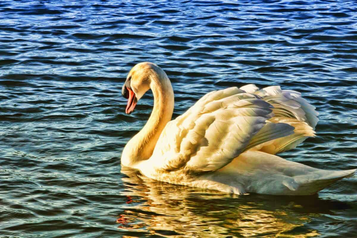 Elegant swan gracefully swimming in a sunlit pond, showcasing nature's beauty and tranquility.