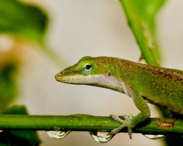 How Lizards Are Being Studied for Human Regeneration Research