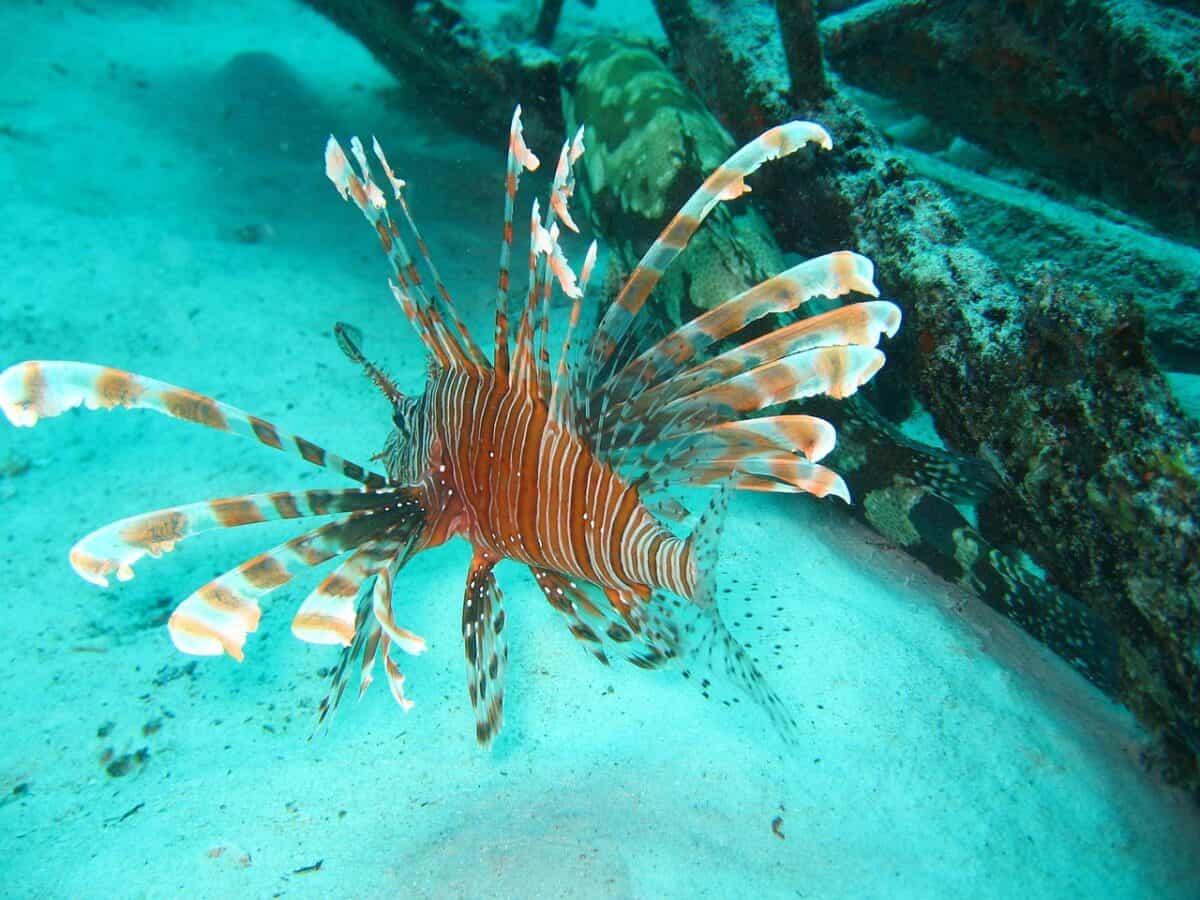 lejonfish, dragonfish, red dragon fish, dragonfish, dragonfish, dragonfish, dragonfish, dragonfish