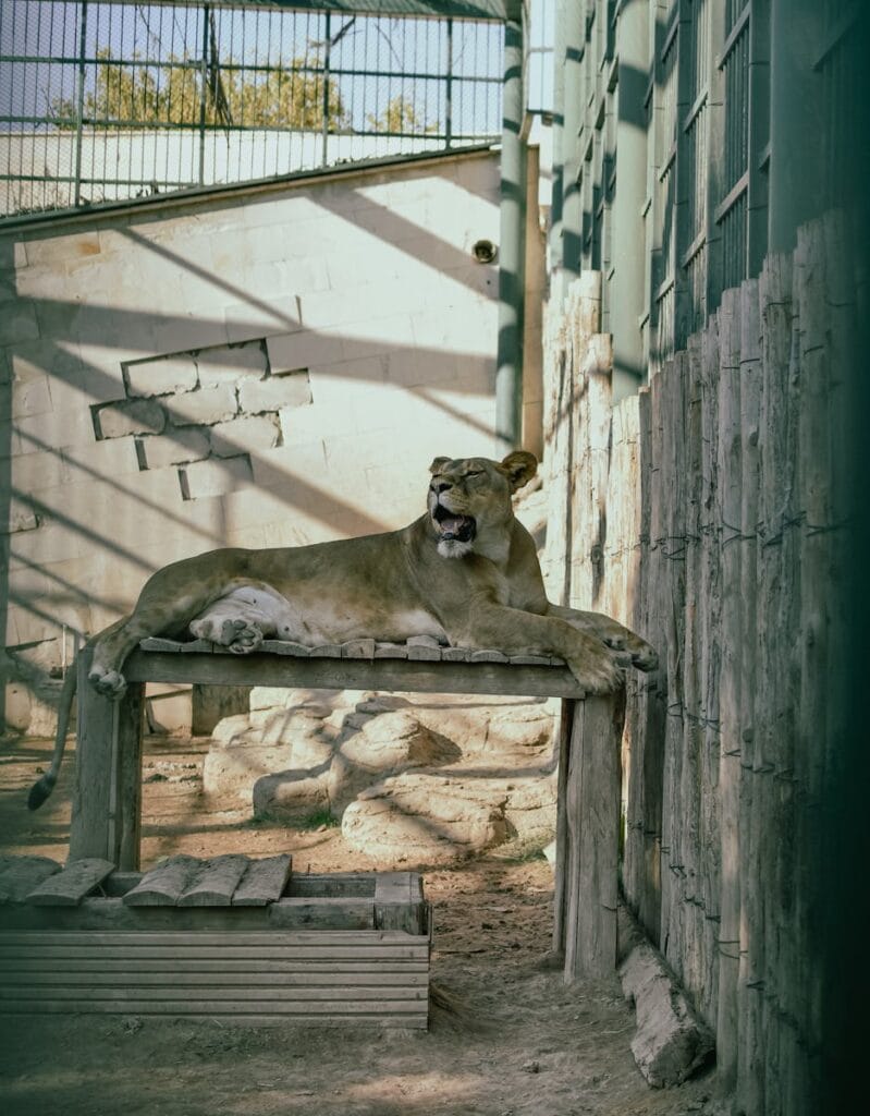 A lioness rests peacefully on a wooden platform inside a zoo enclosure, basking in the sunlight.