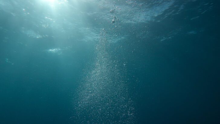 What We Can Learn From a Fish That Lived 300 Years