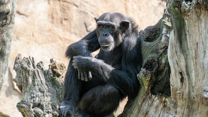 The Smartest Animals Known for Solving Problems