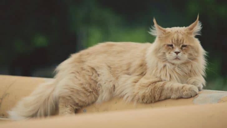 How One Pet Store Worker Gave an Older Maine Coon a Second Chance