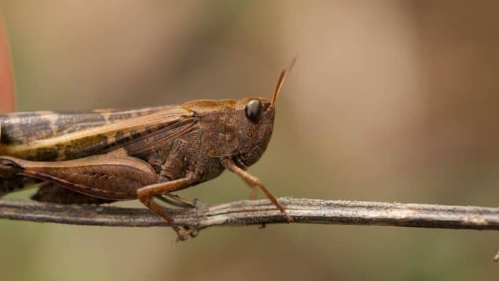 The Most Terrifying Insect Swarm to Invade U.S. Cities