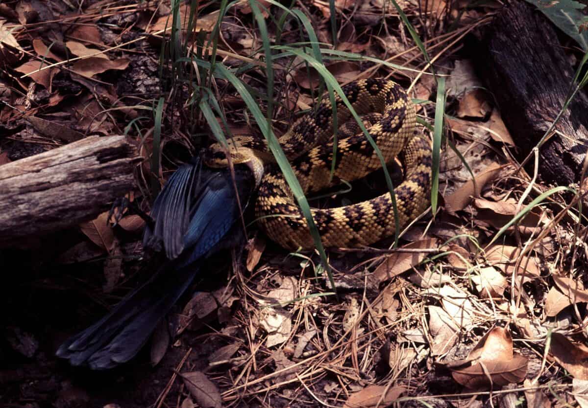 A snake constricts a bird amidst dry leaves, illustrating predator-prey dynamics in the wild.