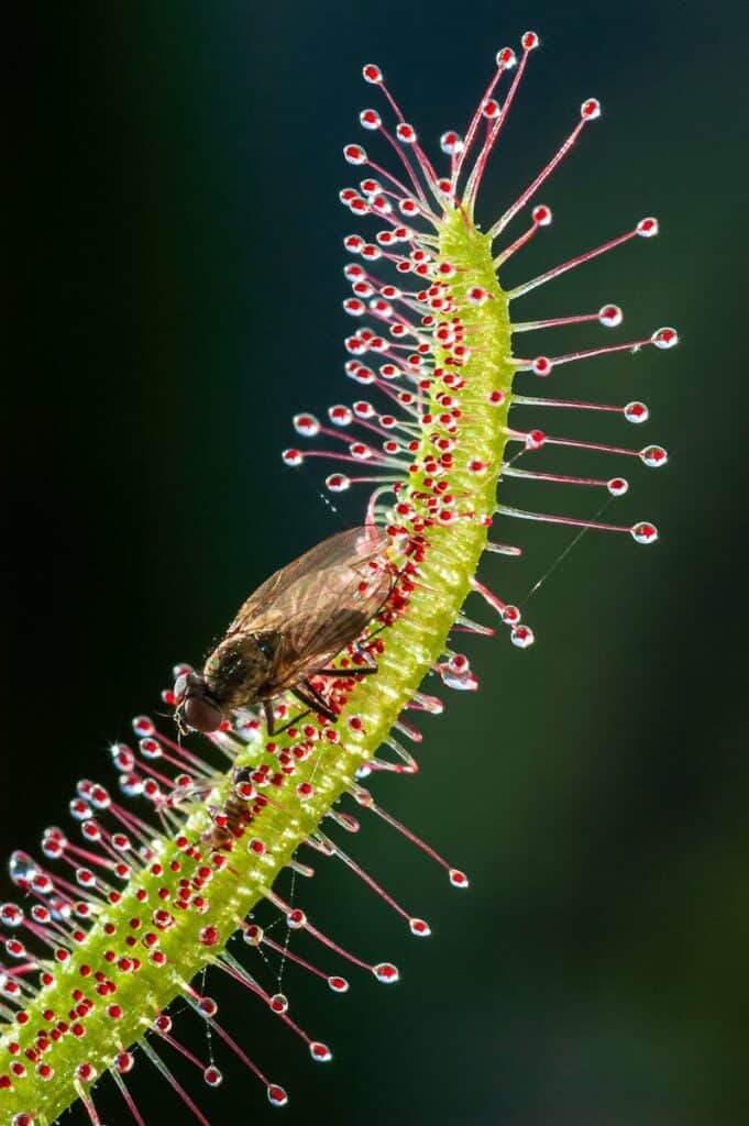 Close-up of a fly caught on a sticky sundew plant in natural setting.