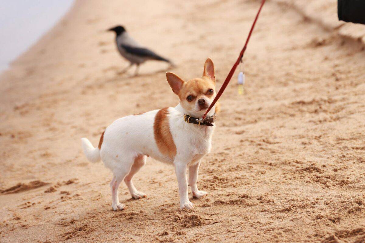 A Chihuahua dog standing on a sandy beach in J&ouml;nk&ouml;ping, Sweden, on a leash.