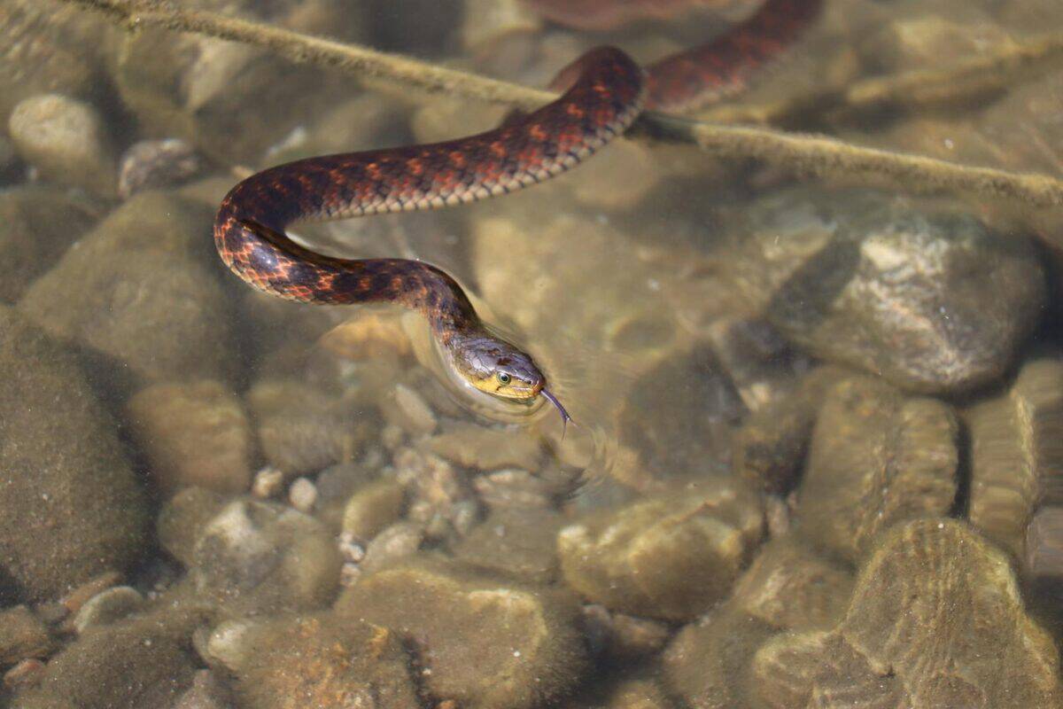 Close-up of a water snake swimming over rocks in a clear stream in Kolkata, India.